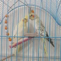 عروس هلندی نیمه اهلی