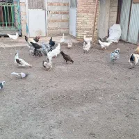 مرغ گلین لری اصل طبیعی