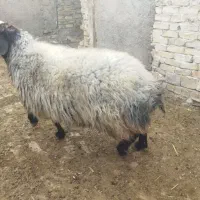 قوچ|حیوانات مزرعه|بشاریات, |دیوار