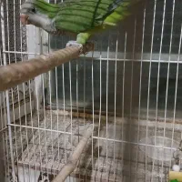 راهب و گرینچیک