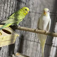 جفت مرغ عشق بالغ