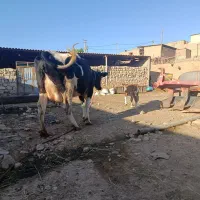 گاو گوساله درجه یک