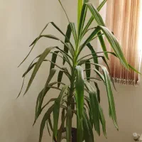 این گل بفروش می‌رسد