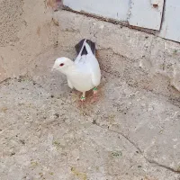 نر دم شکلاتی