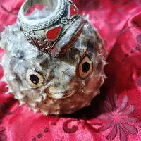 ماهی بادکنکی تزئینی و انگشتر نگین دار|جواهرات|آفتاب, |دیوار