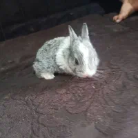 بچه خرگوش خاکستری|موش و خرگوش|زاهدان, |دیوار