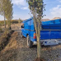 نمایندگی صنوبر میاندوآب بقیمت عمده