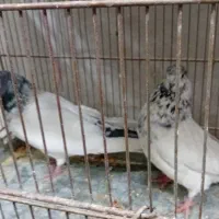 چهر جفت کفتر ناب|پرنده|کرج, کوی امامیه|دیوار