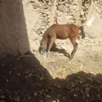 فروش کره ماده دوسر عرب پنج ماه