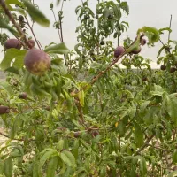 باغچه ۶۰۰ متری /سندار/فول انشعابات/کریم اباد|فروش خانه و ویلا|شریفآباد, |دیوار