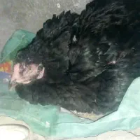 مرغ وخروس نصل دارضمانت تخم وجوجه