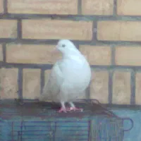 کبوتر فروشی|پرنده|ایذه, |دیوار