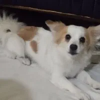 توله سایزکوچیک|سگ|مشهد, رده|دیوار