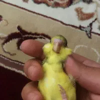 مرغ عشق|پرنده|قم, ولیعصر|دیوار