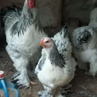 تخمنطفهداربرهما لایت|حیوانات مزرعه|یزد, |دیوار