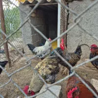 خروس محلی|حیوانات مزرعه|صباشهر, |دیوار