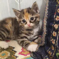 گربه نژاد پرشین اسکاتیش