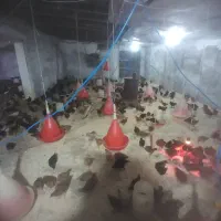 جوجه گلپایگان