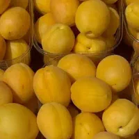 نهال زردآلو|گل و گیاه طبیعی|کرمان, |دیوار