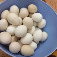 فروش تخم مرغ محلی اصل