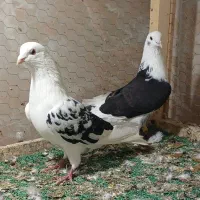 کبوتر پرشی|پرنده|پارسآباد, |دیوار