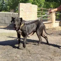 سگ گریدین اصل شناسنامه دار|سگ|مشهد, كنويست|دیوار