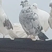 کبوتر غریب و طوقی و تزئینی
