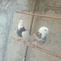 کفتر غریبگیری|پرنده|شهریار, رضی آباد بالا|دیوار