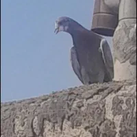 حراج ۱۳ تا کفتر خوب و بد زیر قیمت