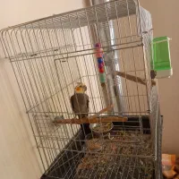 عروس هلندی نر سخنگو|پرنده|قدس, شهر‌قدس|دیوار