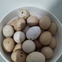 تخم مرغ محلی