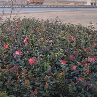 گل‌های هفت رنگ مقاوم، زیبا و ماندگار|گل و گیاه طبیعی|صوفیان, |دیوار