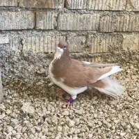 شهری|حیوانات|شیراز, کفترک|دیوار