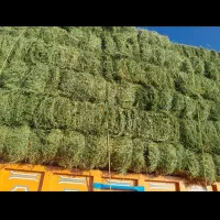 یونجه چین دو