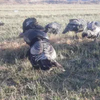 فروش بوقلمون