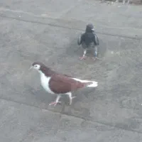 کبوتر