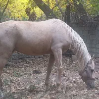 مادیون ترکمن سمند یال و دم شسته