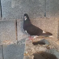 خوشرنگ سیاه نر|پرنده|آبپخش, |دیوار