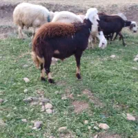 برقوچ ۸ماهه کله عروس