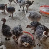 فروش جوجه شترمرغ|حیوانات مزرعه|شریفآباد, |دیوار