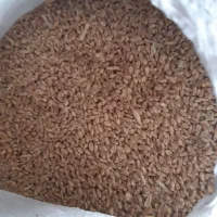 فروش گندم
