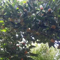 دو درخت خرمالوی دل گاوی وپیوندی بسیارپربار|خوردنی و آشامیدنی|مشکین‌دشت, |دیوار