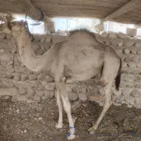 فروش دو عدد شتر