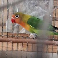 جوجه‌طوطی‌برزیلی‌فیشر