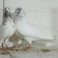 کبوتر پرشی|پرنده|تهران, کیانشهر|دیوار