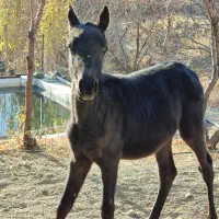 حیوان|اسب و تجهیزات اسب‌سواری|سنندج, |دیوار