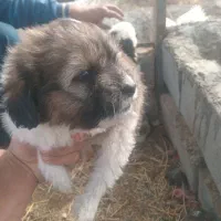 پاکوتا واگزاری|سگ|ارومیه, |دیوار