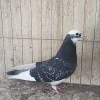 کفتر پرشی|پرنده|قم, سید معصوم|دیوار