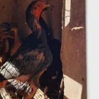 مرغ لاری و اردک