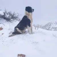 سگ نگهبان نژاد قدرجونی سن ۲سال|سگ|کالپوش, |دیوار
